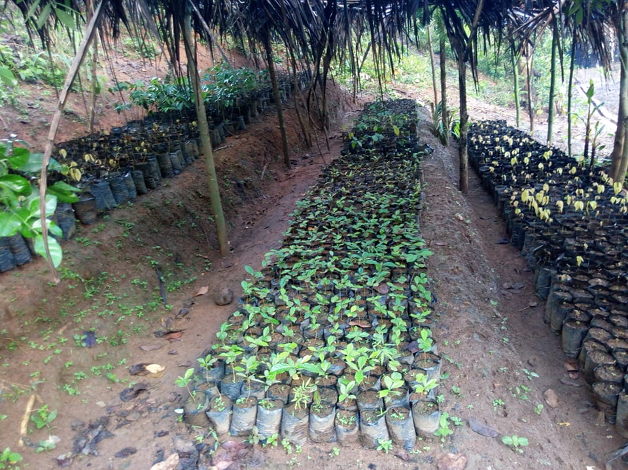 Seedlings in a tree nursery in Madagascar