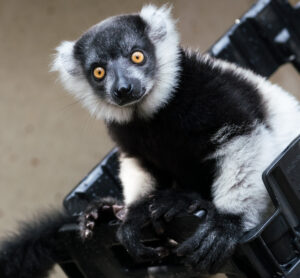 Black-and-white ruffed lemur with bright orange eyes