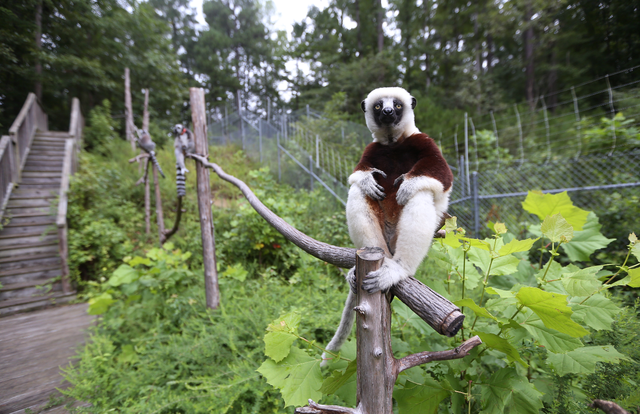 Three lemurs sit on a wooden walkway above green bushes