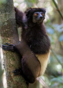 a sifaka lemur clings to a tree in Madagascar