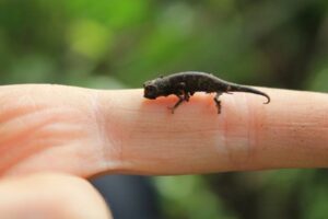 tiny chameleon standing on a human finger
