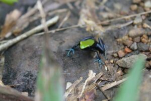 small frog with a neon green back and blue hands sits on a rock