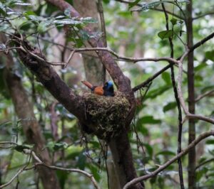brown and black bird with large blue bill sits in a nest