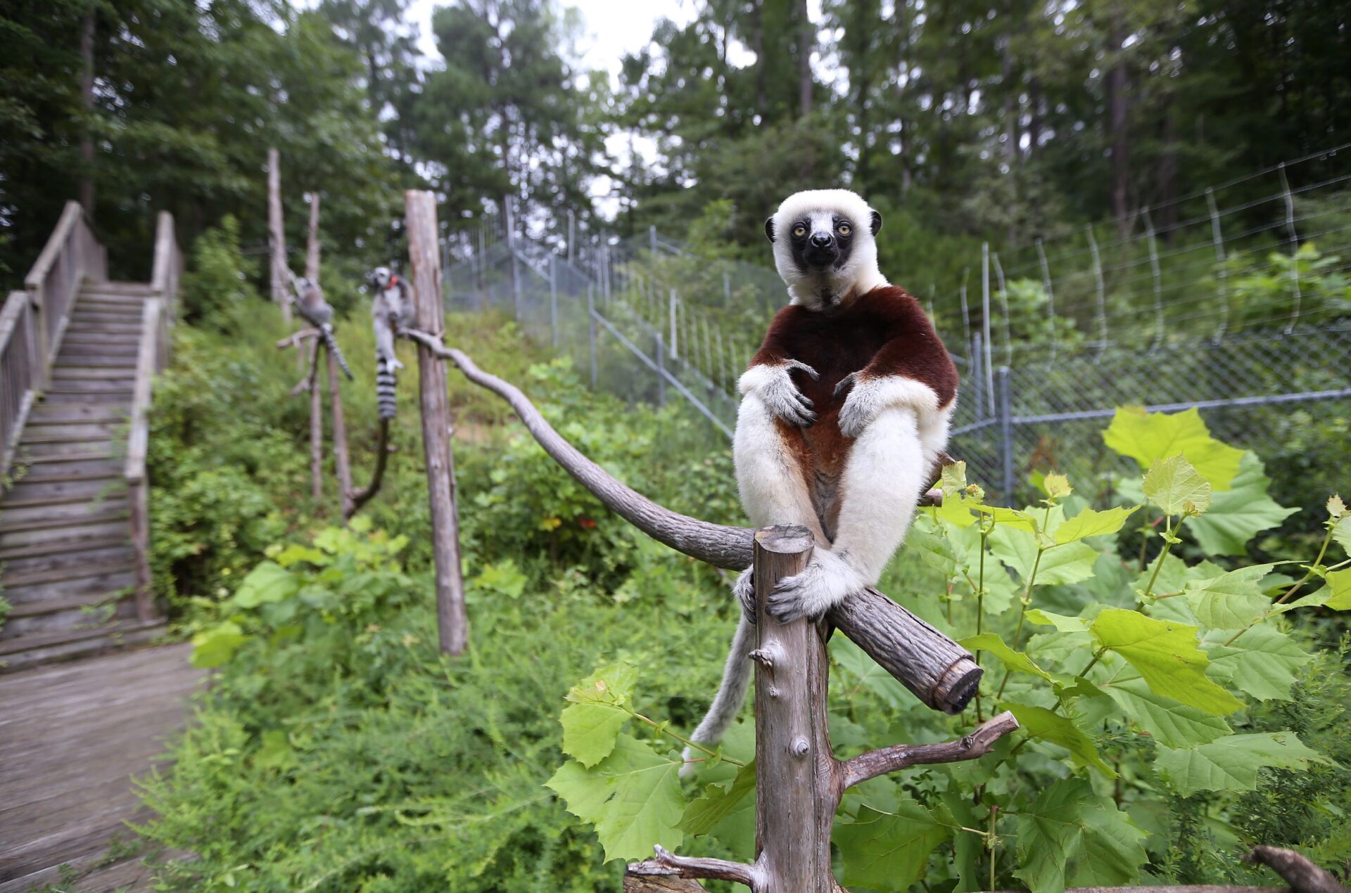 lemurs sit along a wooden beam with the trees and the forest habitat fenceline visible in the background