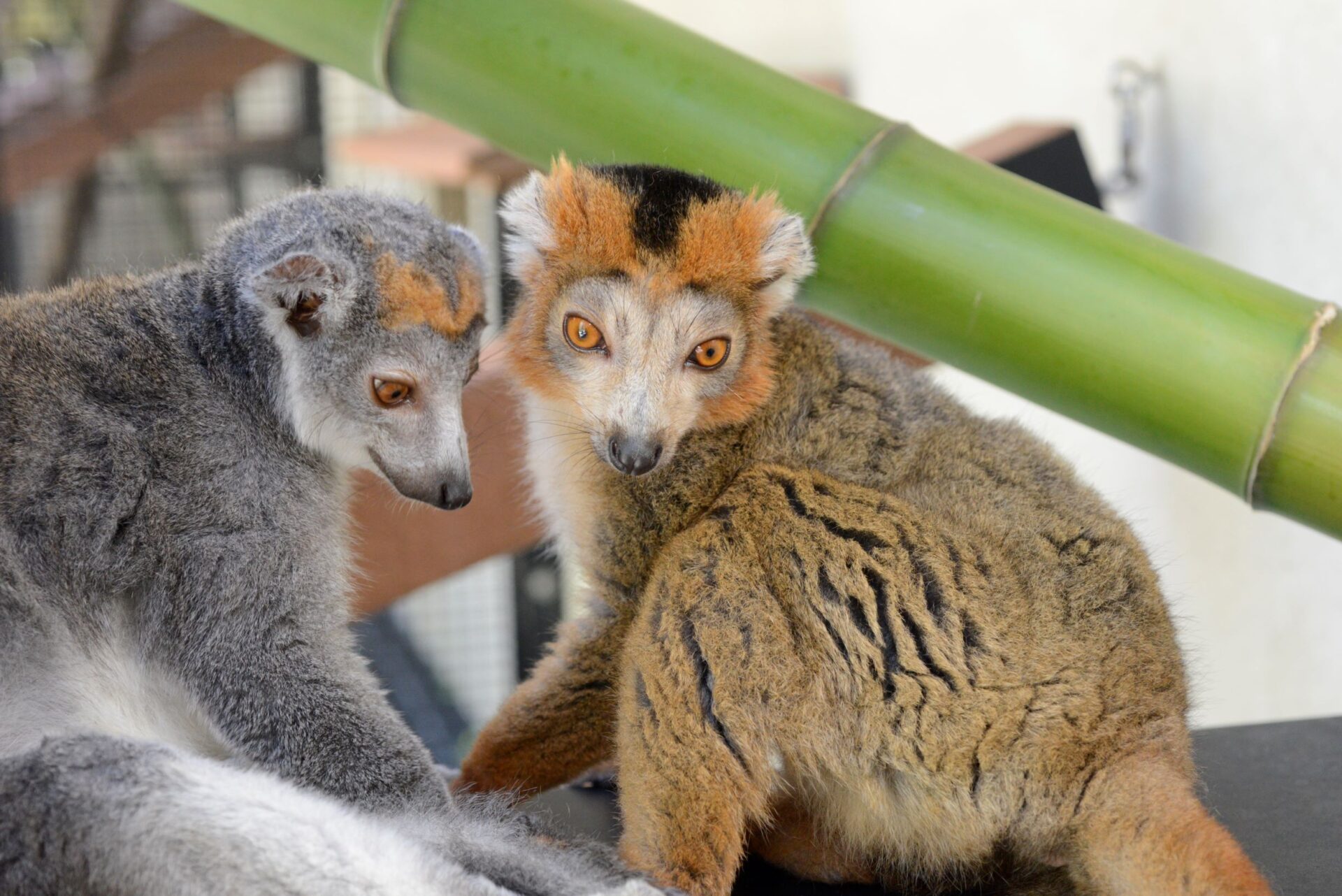 A pair of crowned lemurs sit close together