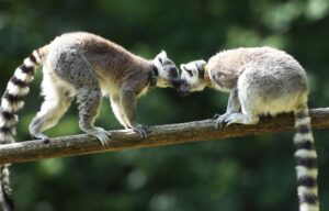 Two ring-tailed lemurs greet face to face on a branch