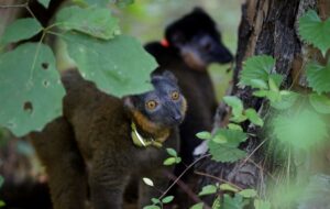 two collared lemurs in under the shade of some leaves