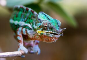 a colorful chameleon standing on a branch