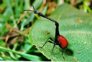 black and red insect with distinctive, long neck