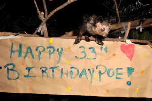 banner reading "Happy 33rd Birthday Poe" hangs from a branch with long-fingered lemur standing just above