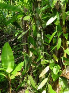 A vanilla orchid plant with lots of green leaves
