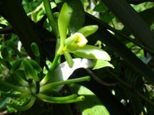 light green orchid flower with foliage behind