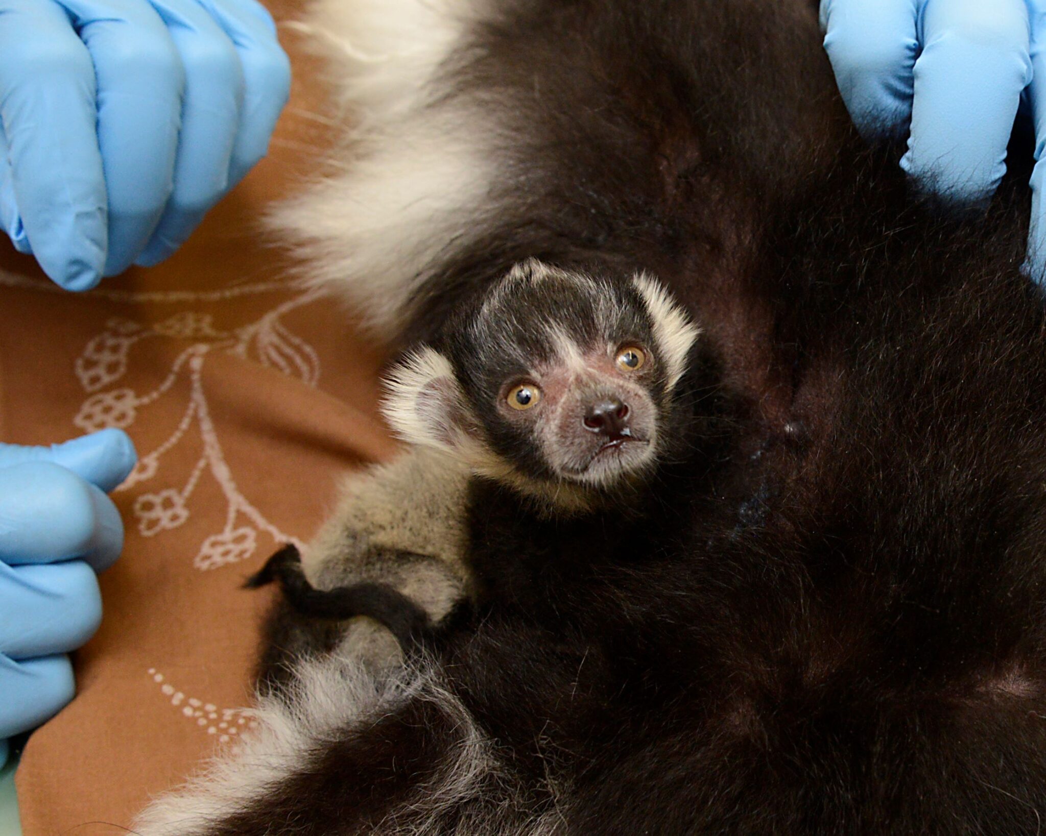 9-20 Caring for Lemurs - Duke Lemur Center