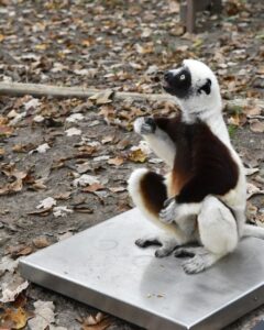 lemur sits upright on a square metal surface on the ground