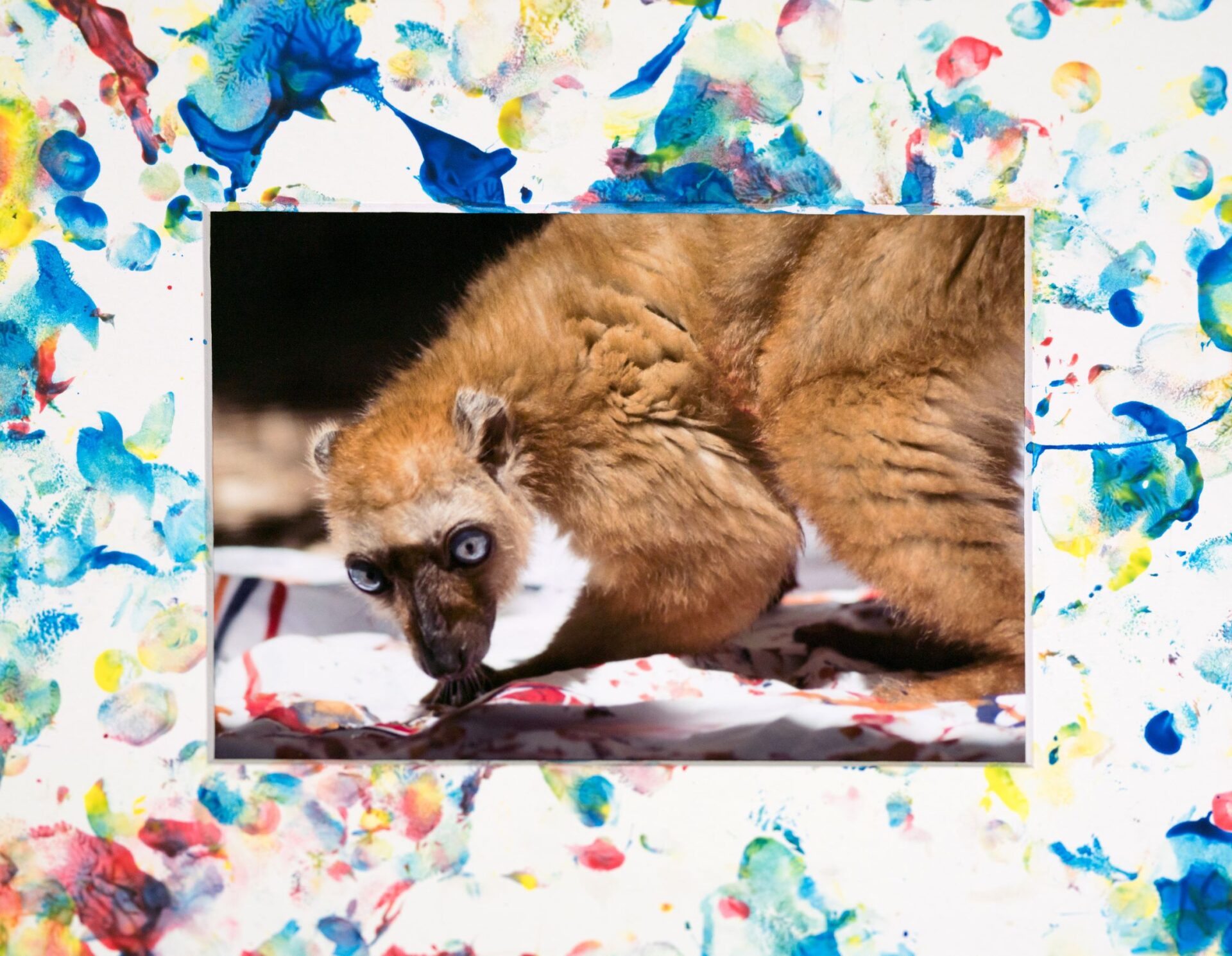 a painted white matte surrounds a photo of an orange lemur with blue eyes