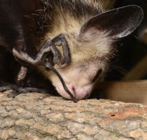 An Aye-aye uses its tapping finger to look for bugs in an old log.