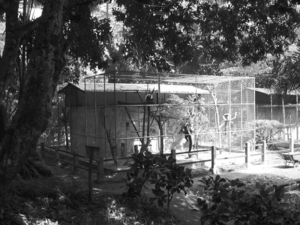 old lemur enclosure.