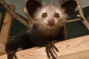 a juvenile aye-aye 