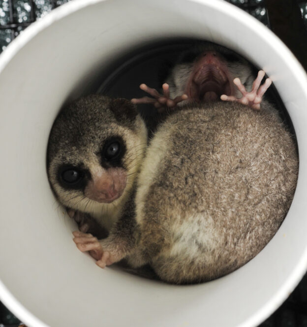 The Dwarf Lemur A Tail Of Torpor Duke Lemur Center 