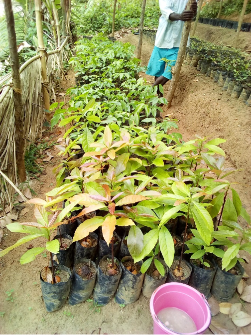 Young avocado plants in a plant nursery