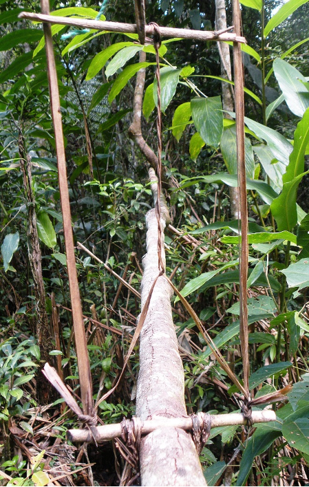 A snare trap hidden in tree foliage.