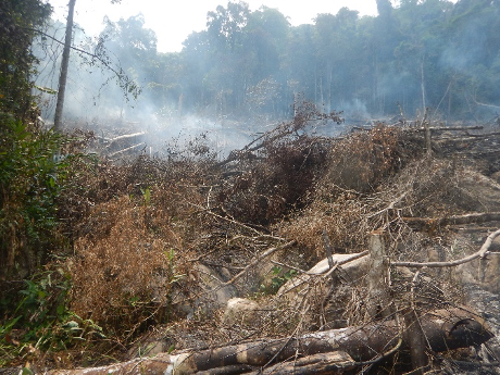 Cut trees still smoking from recent fire, in a protected area of Marojejy National Park.