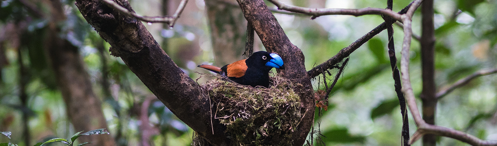 A helmet vanga sitting on nest in Marojejy National Park, Madagascar