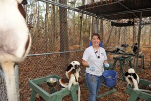 Passing out food to a group of coquerel's sifaka