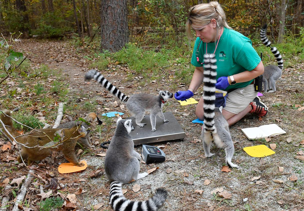 DLC keeper Julie uses positive reinforcement training to teach four ring-tailed lemurs to voluntarily stand on a scale