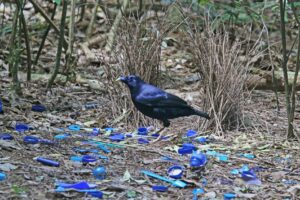a dark blue bird stands on the ground surrounded by small bright blue objects