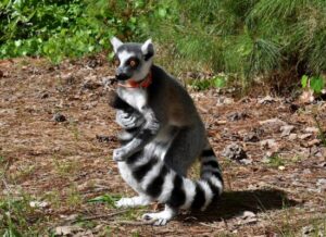 lemur standing on back legs holding tail between his arms