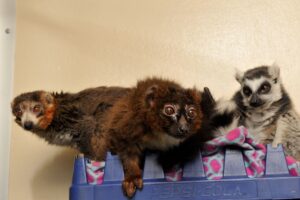 three elderly lemurs snuggle in a fleece-lined basket