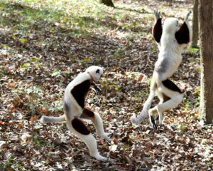 two lemurs mid-leap in the forest