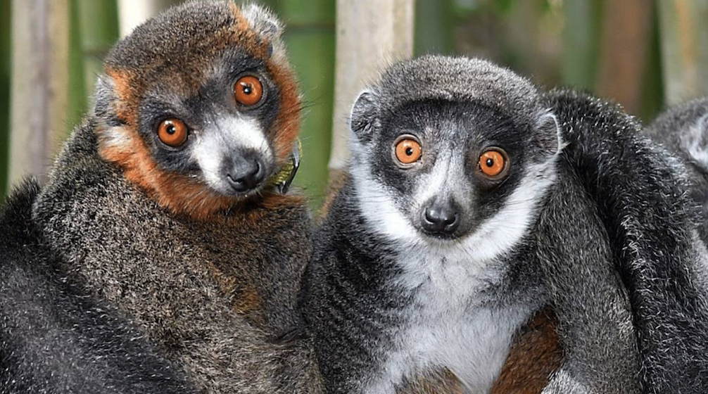 male and female mongoose lemurs curled next to each other in a bamboo grove