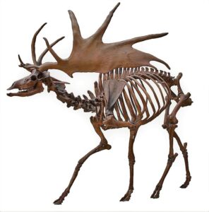 a large elk skeleton with gigantic antlers