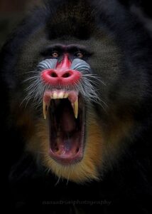 a male mandrill with bright red nose and blue cheeks bares his teeth