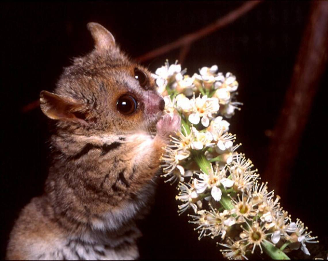 a mouse lemur eats white flowers against a dark background