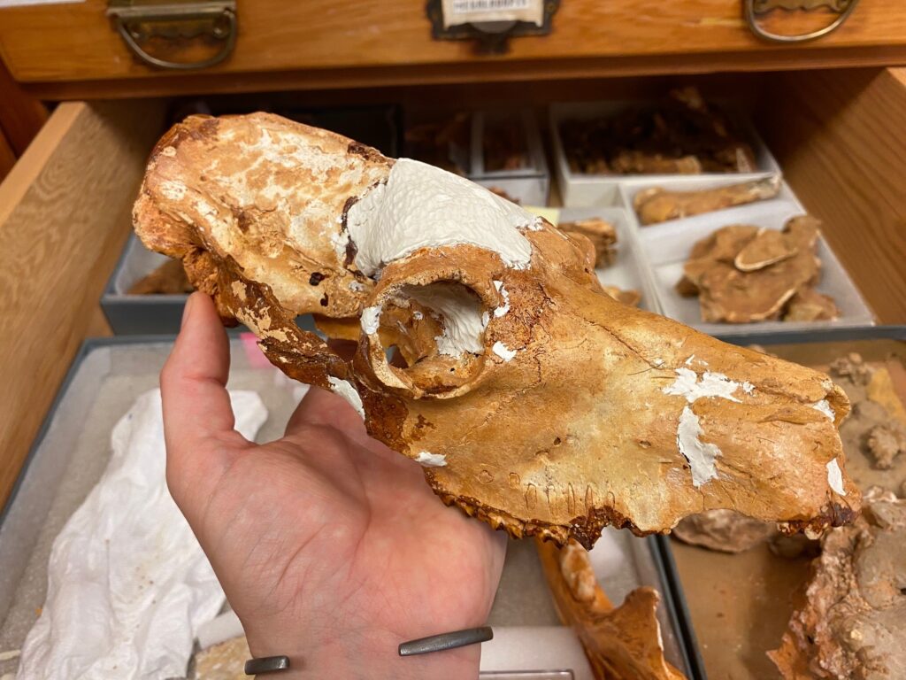 Image of a hand holding the skull of Megaladapis, an extinct giant lemur
