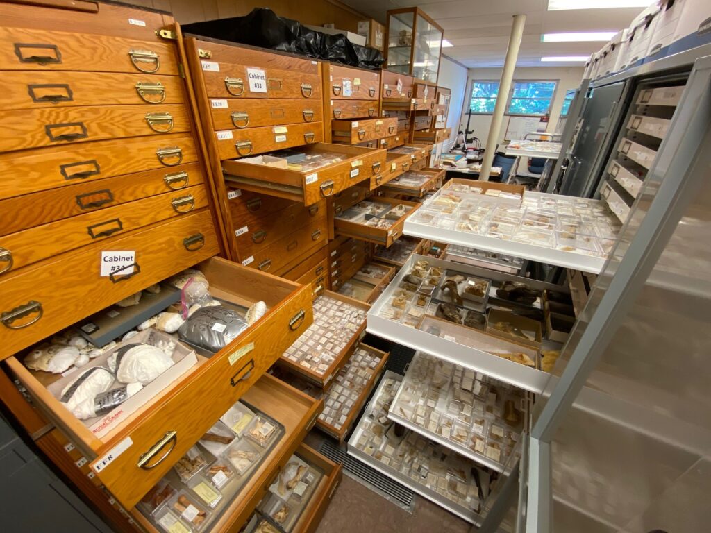 Open drawers showing fossils within the DLC collection