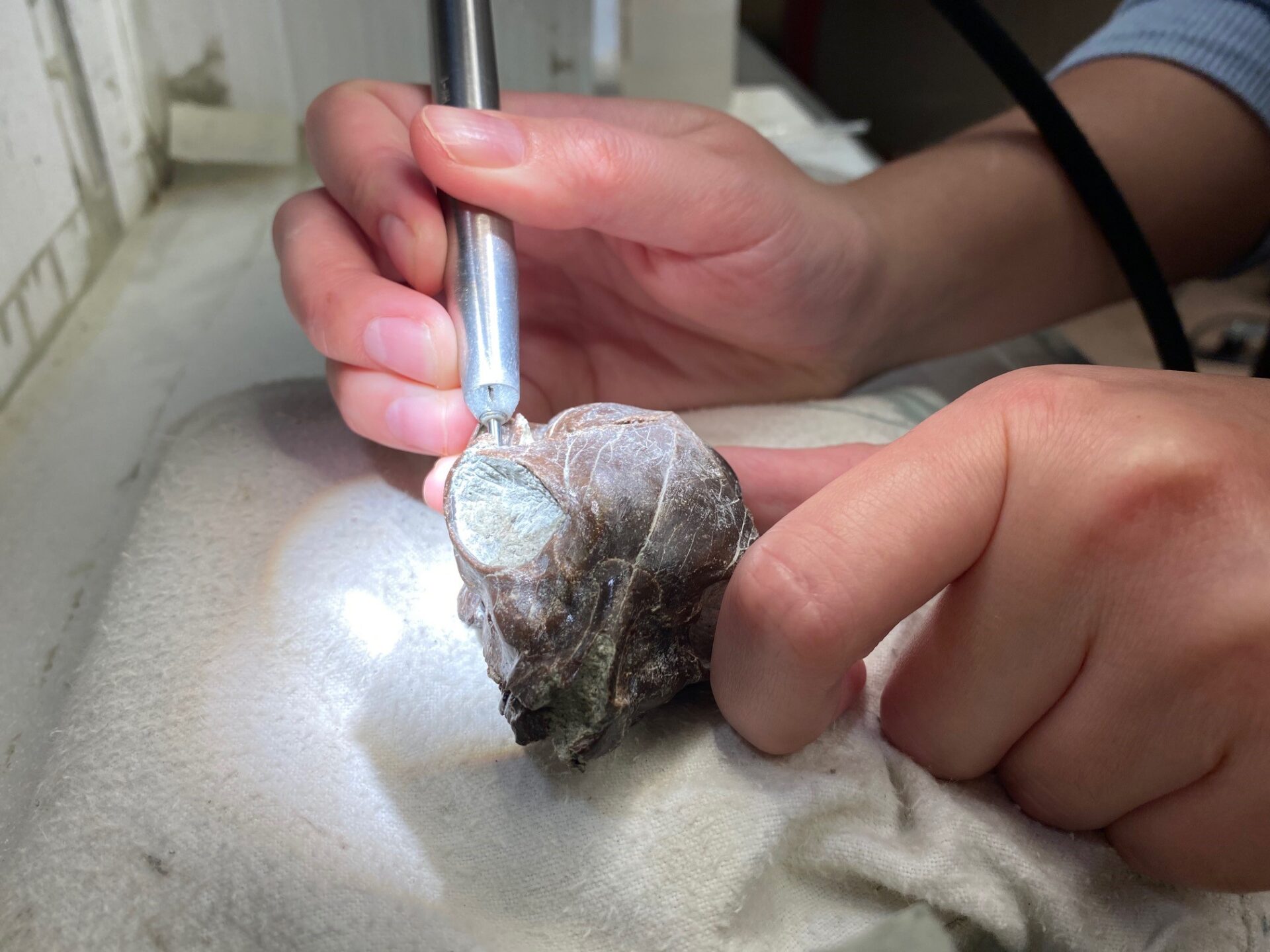 Fossil Preparator Karie Whitman prepares the skull of Smilodectes