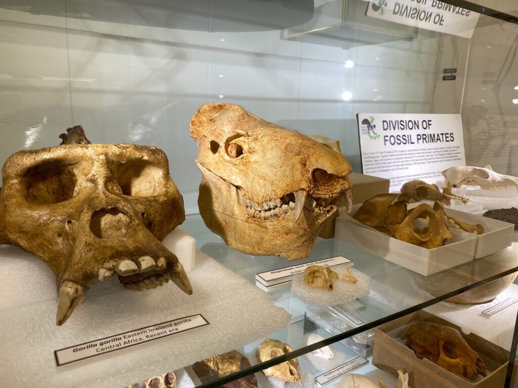 Primate skulls in a display case, including a gorilla skull and a subfossil skull of Megaladapis