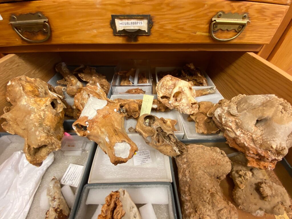 Fossil and subfossil skulls of Malagasy lemurs in a display case