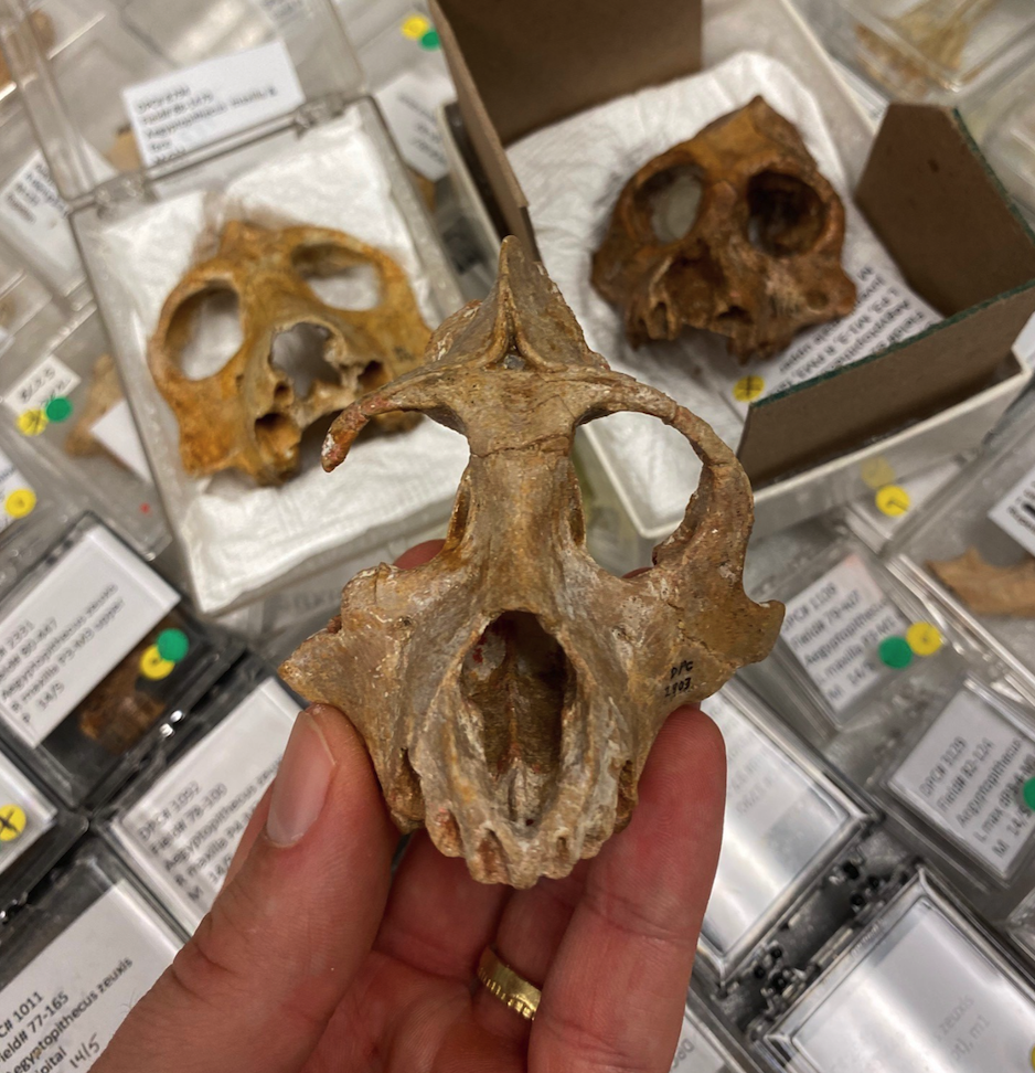Skulls of Aegyptopithecus