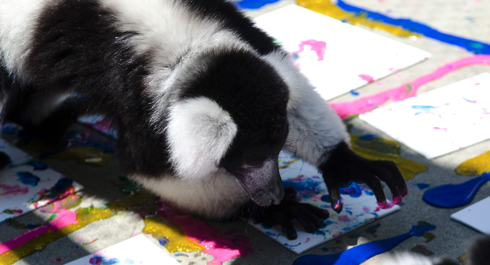 A ruffed lemur during a Painting with Lemurs project