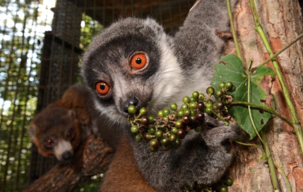A female mongoose lemur nibbles fresh browse