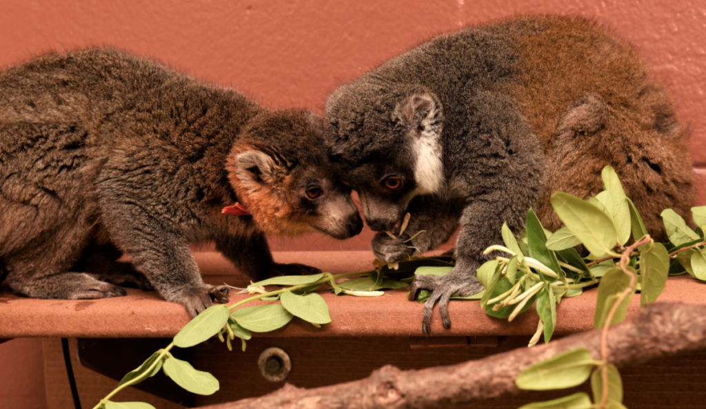 Two mongoose lemurs touch their heads together.