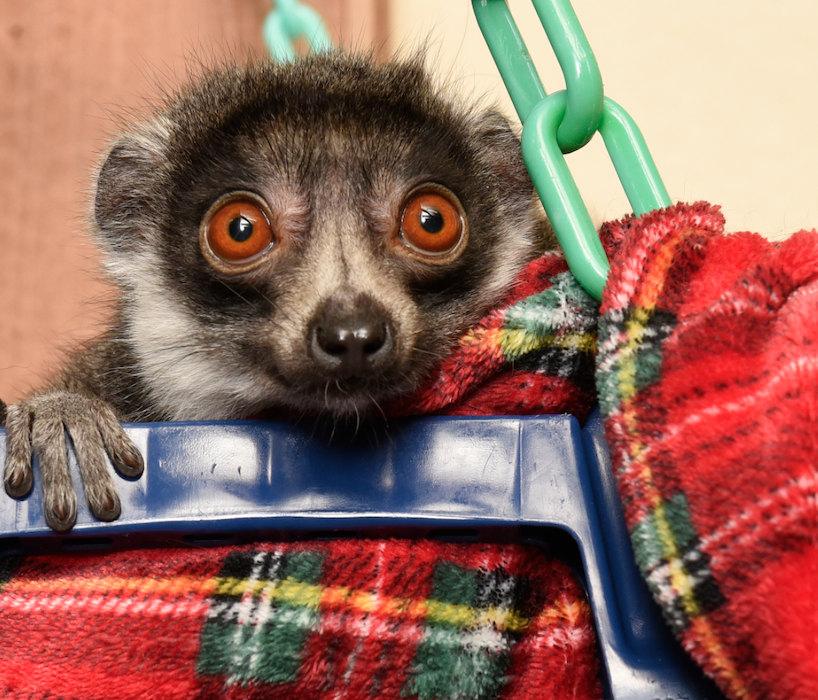 Mongoose lemur Maddie rests in her basket.