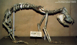 Side view of display of Megaladapis skeleton