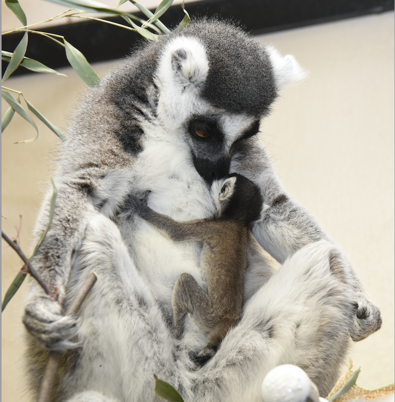 Embona the Ring-Tailed Lemur by LionAdventuresArt on DeviantArt
