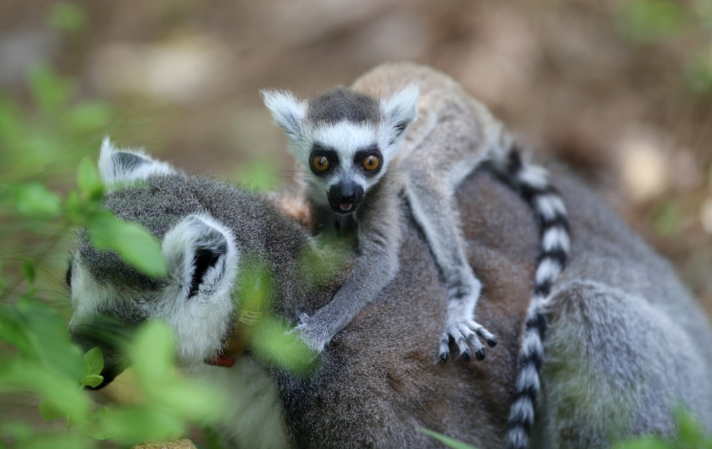 Microbial Rewilding in the Gut Microbiomes of Captive Ring-Tailed Lemurs ( Lemur catta) in Madagascar - CosmosID
